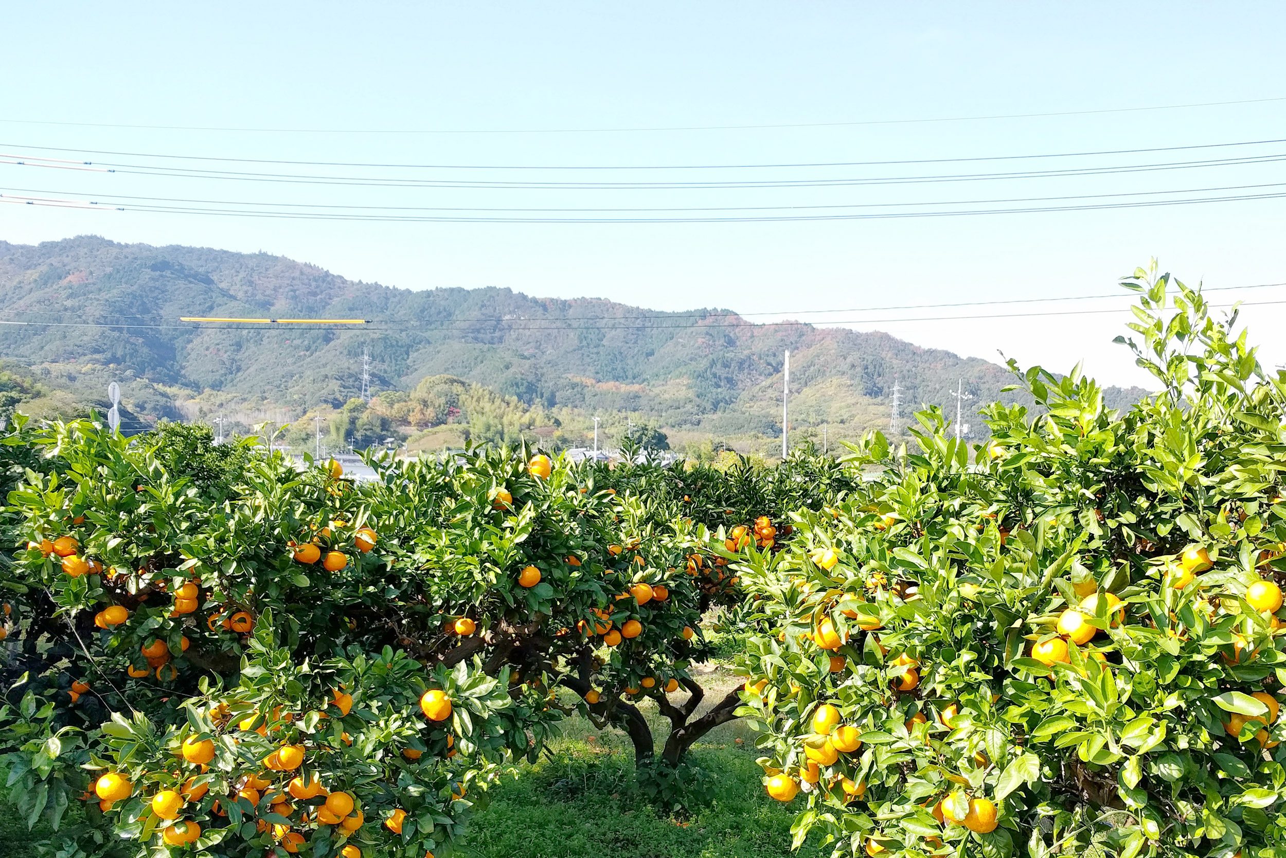 みかん畑